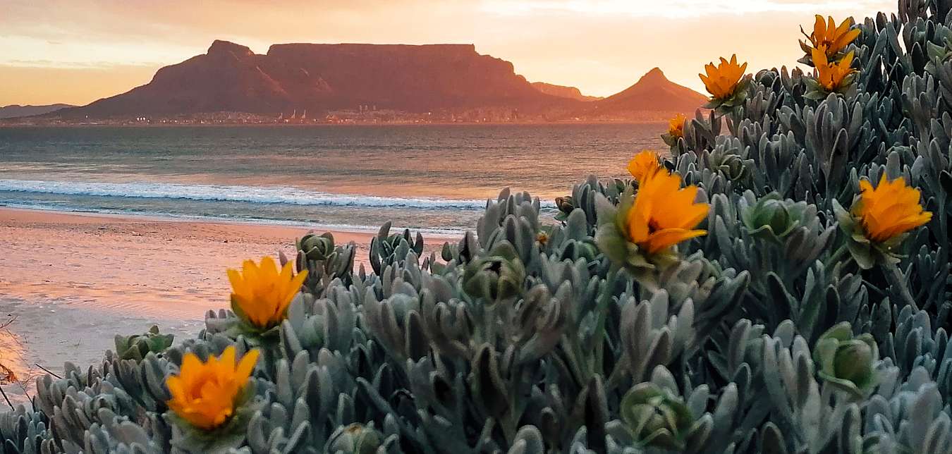 flowers blooming as sun sets over table mountain