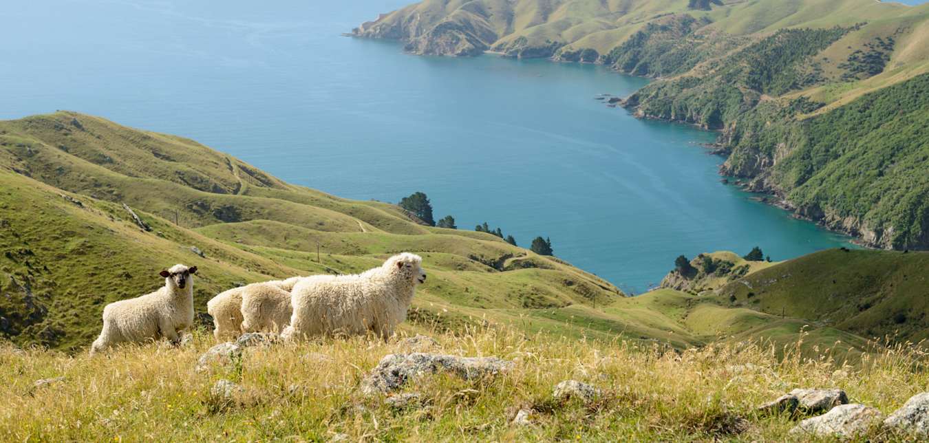 sheep in new zealand