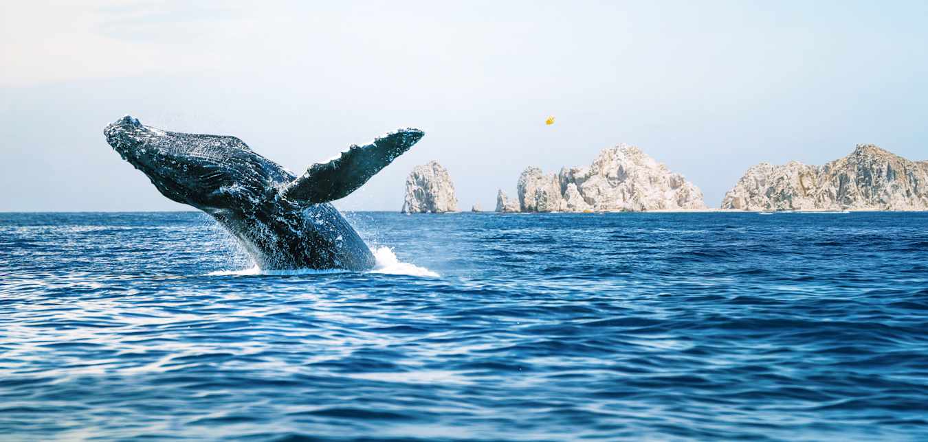 whale breaching off cabo san lucas