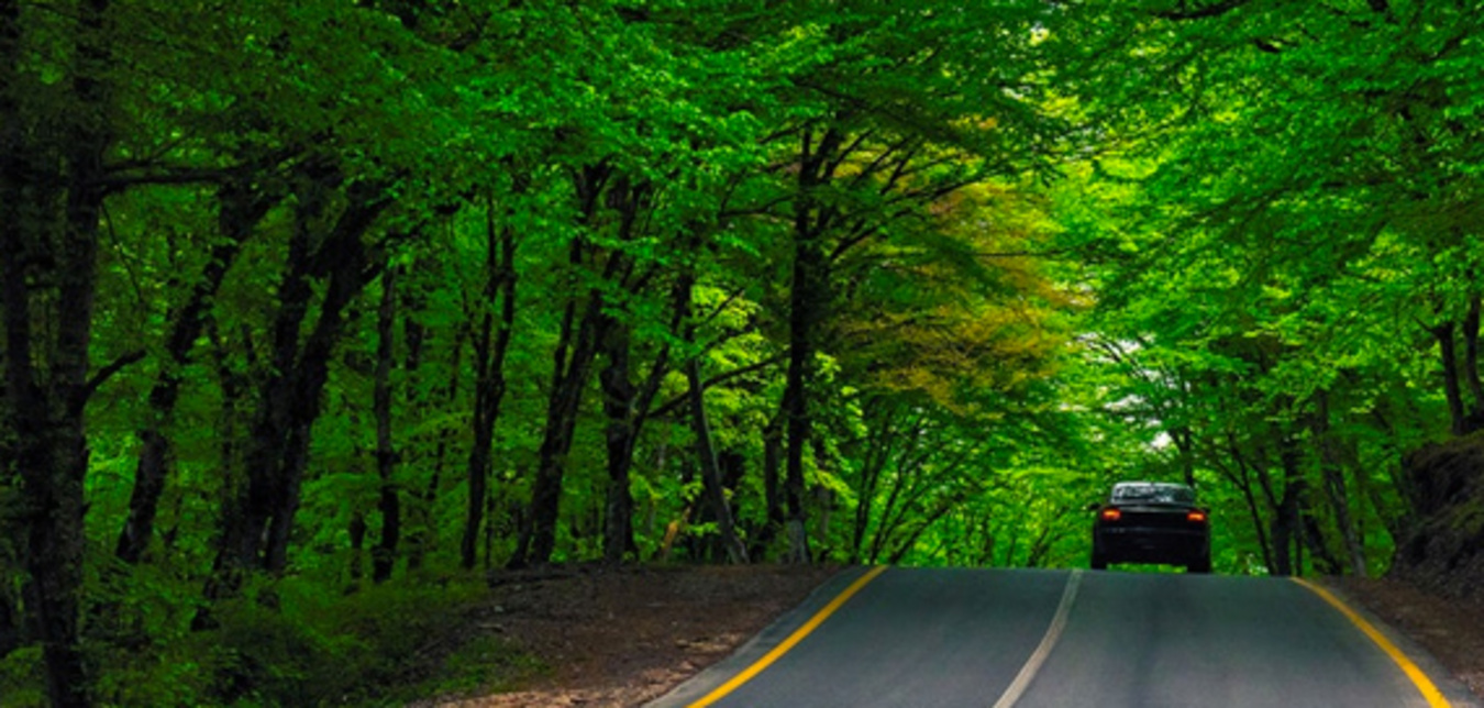 Car with AAA Roadside Assistance drives through a green forest road