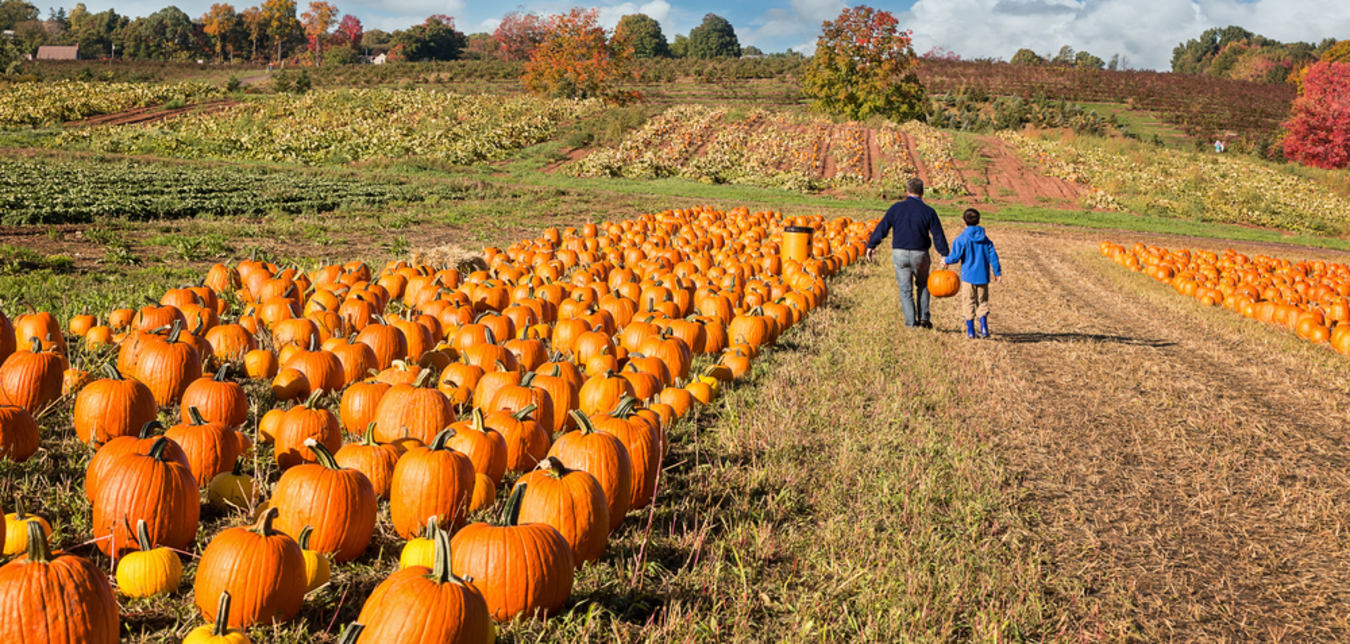 AAA Members pick out a pumpkin.
