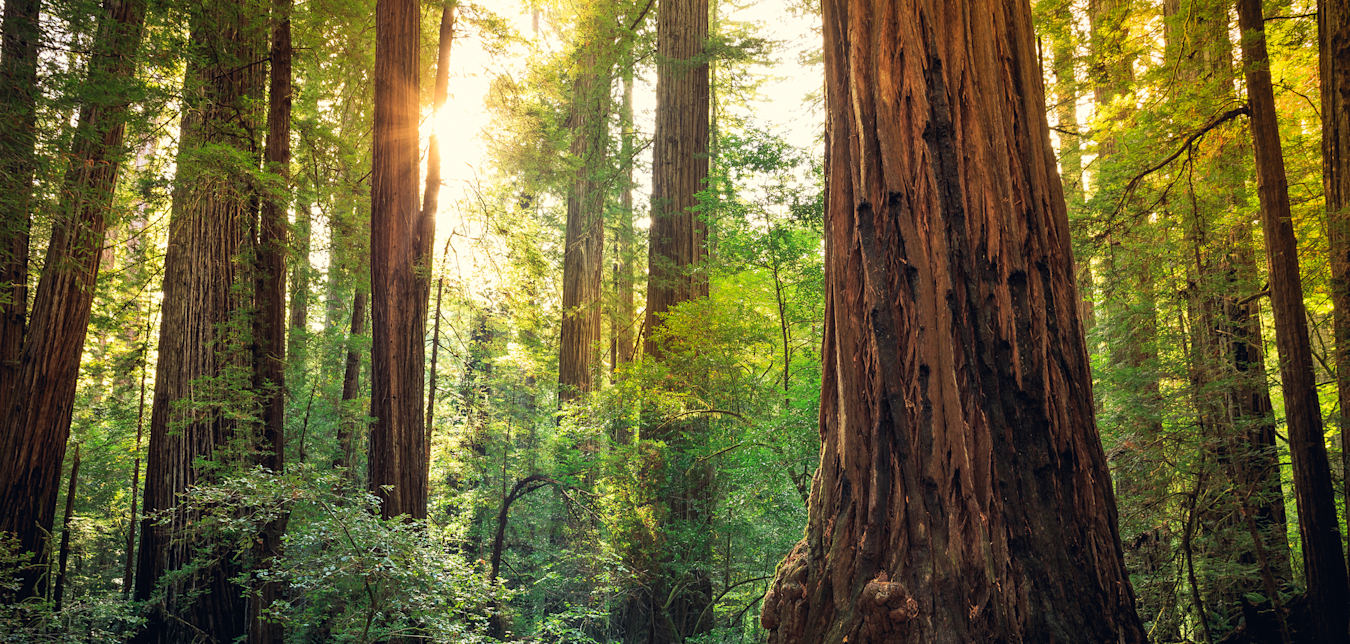 A person in a raincoat stands under redwood trees.