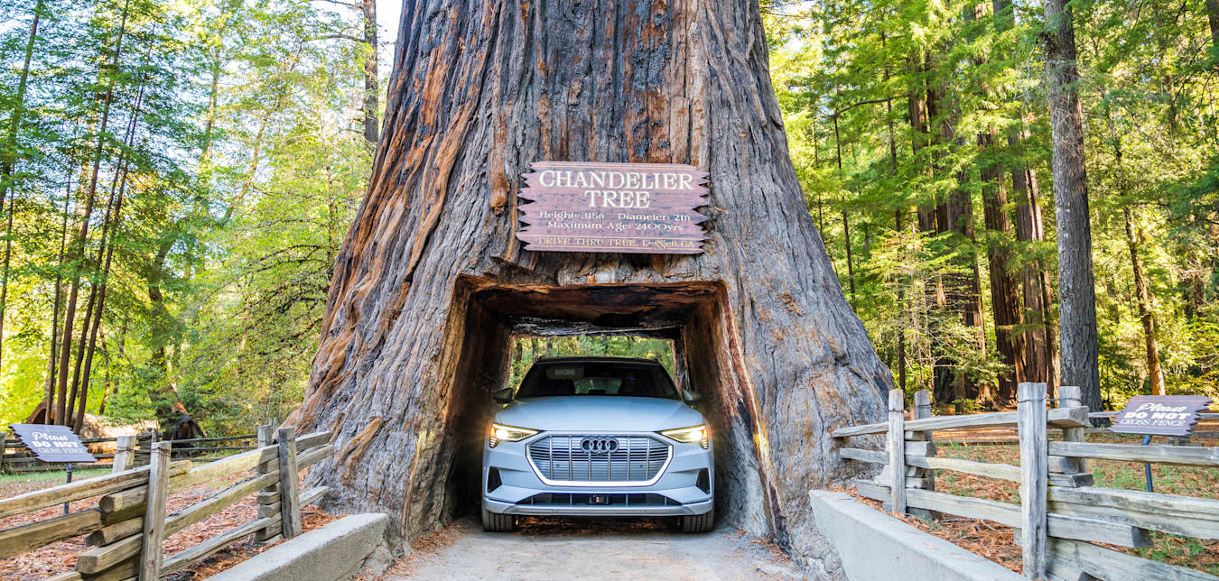 Electric vehicle drives through the Chandelier Tree in  in Leggett, California.