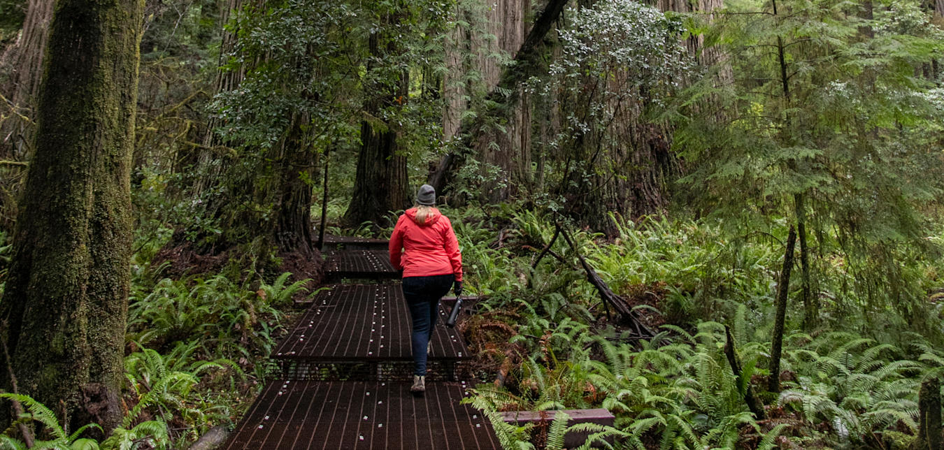 A woman hikes on an elevated boardwalk in the Grove of the Titans at Jedediah Smith Redwoods State Park.