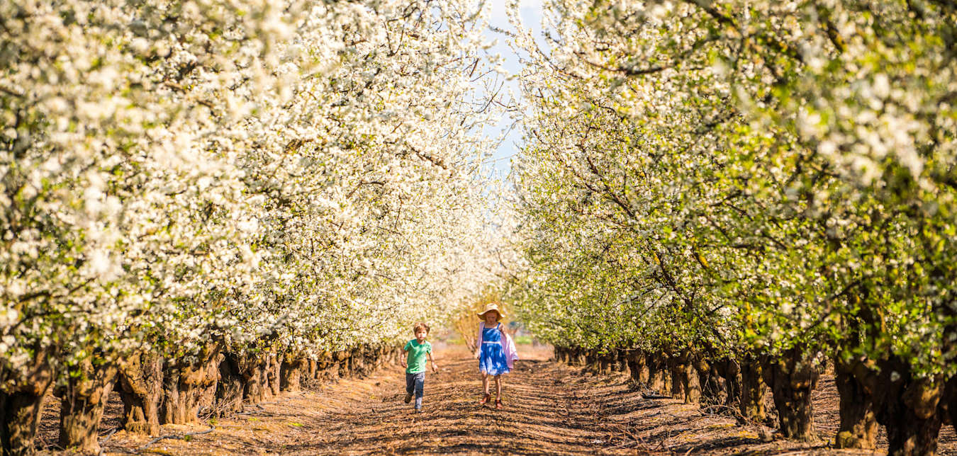 Flowering trees on the Fresno Bloom Trail.