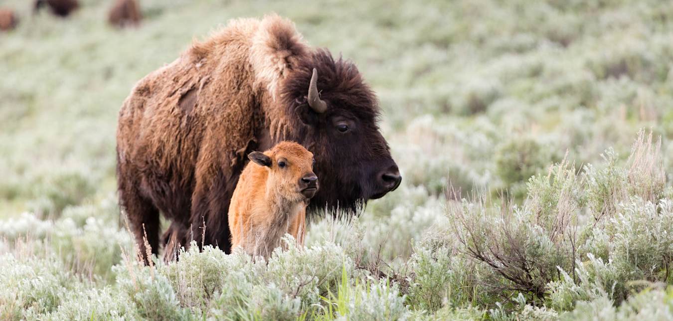 A bison and her calf forage in Yellowstone National Park in spring.