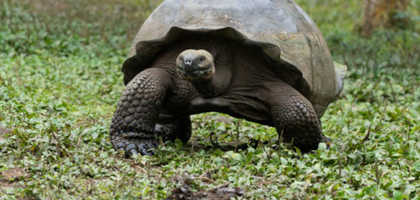 see giant tortoise in the galapagos islands on a hurtigruten expedition cruise