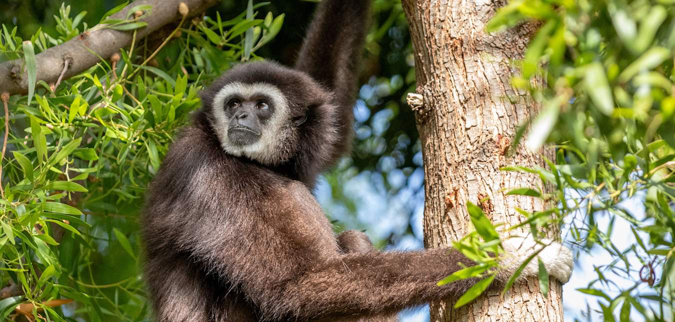 Rainier gibbon monkey at Oakland Zoo.
