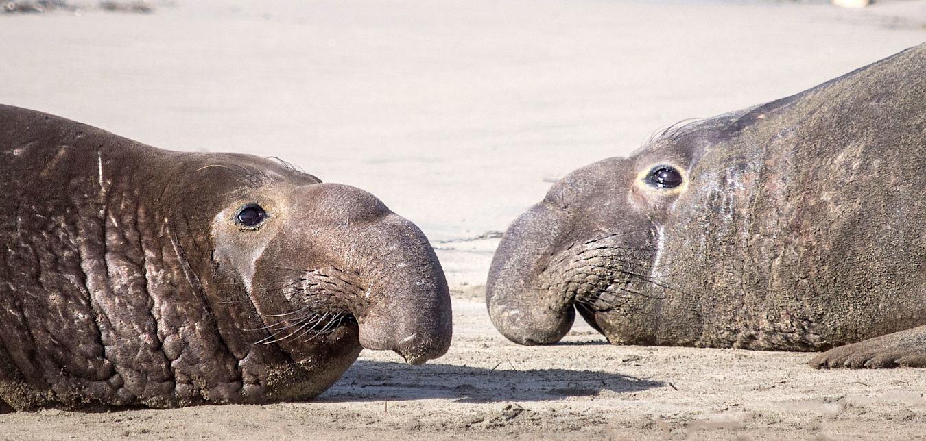 Elephant seals on the beach at Ano Nuevo State Park  in San Mateo County, California.