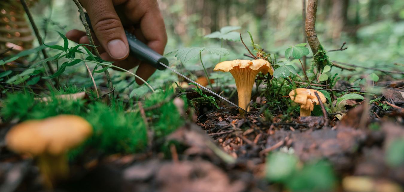 A forager cuts a mushroom off a forest floor with a knife.