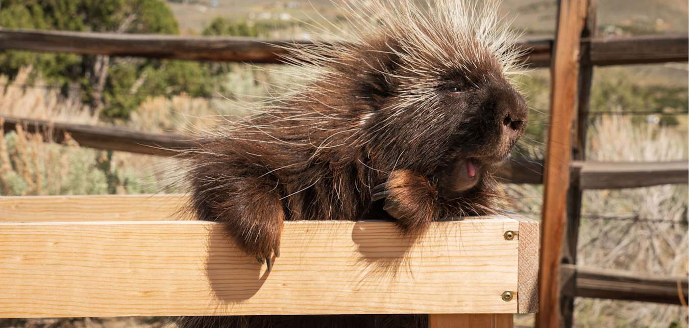 A quillber at Animal Ark in Reno, Nevada rides in a wagon.