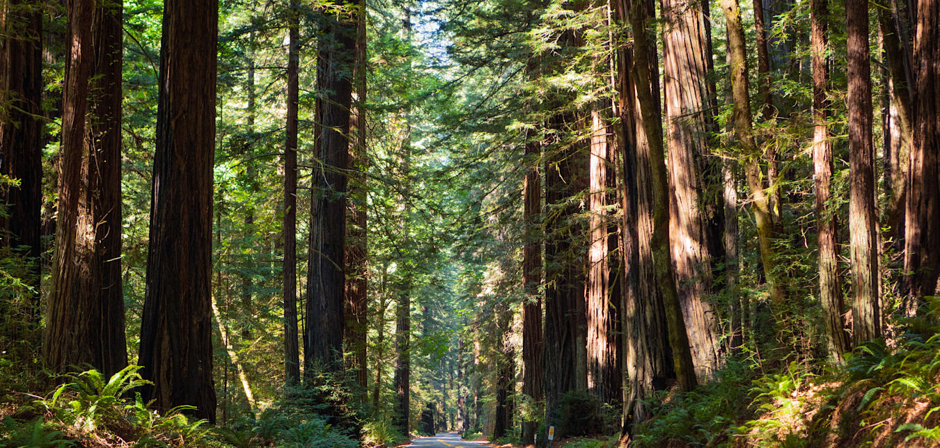 Avenue of the Giants cuts through a redwood forest in Humboldt County, California.
