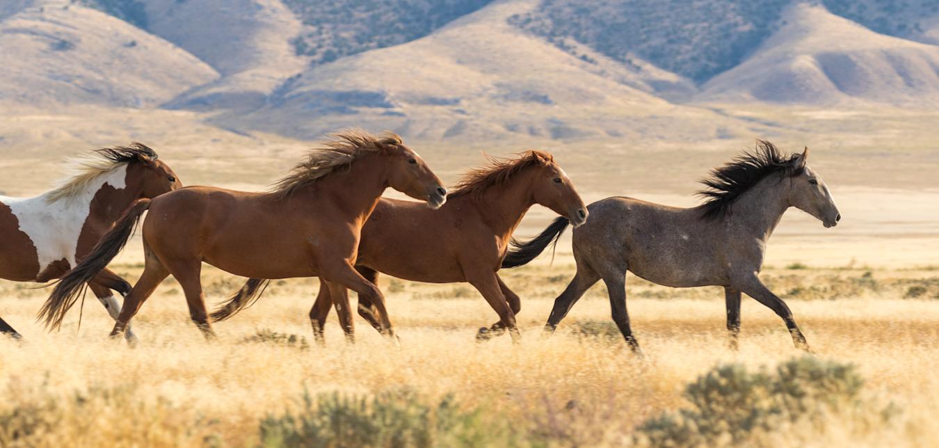 Wild horses run across wildlands in the Western United States