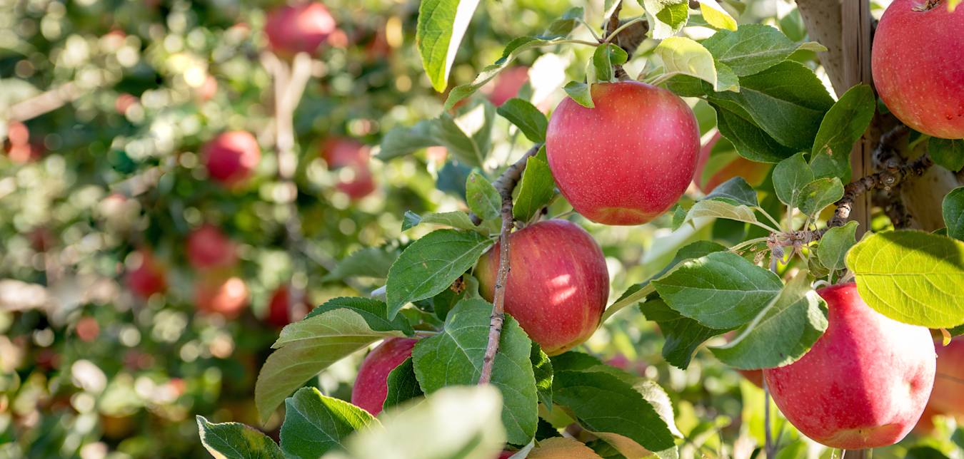 Trees full of apples on Kiyokawa Family Orchards.
