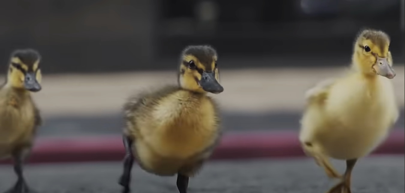 a screenshot from the AAA auto insurance no Ducks advertisement