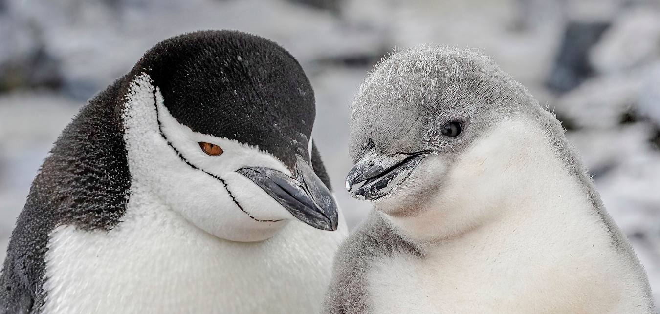 see penguins in antarctica on an HX cruise