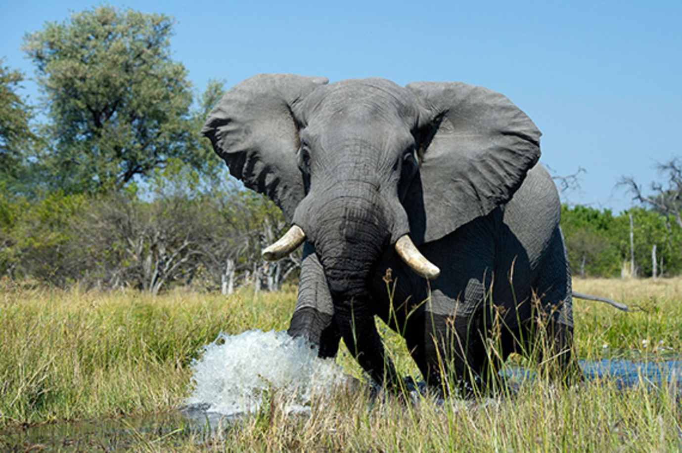 elephant on an african safari with alexander roberts