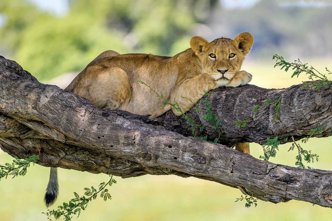 lioness on an african safari with alexander roberts