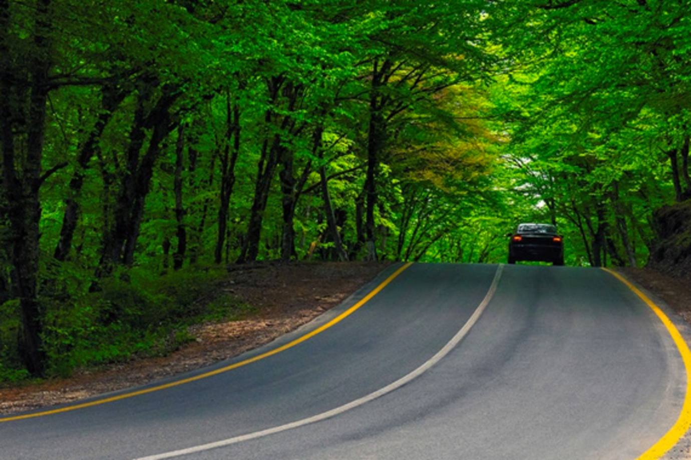 Car with AAA Roadside Assistance drives through a green forest road