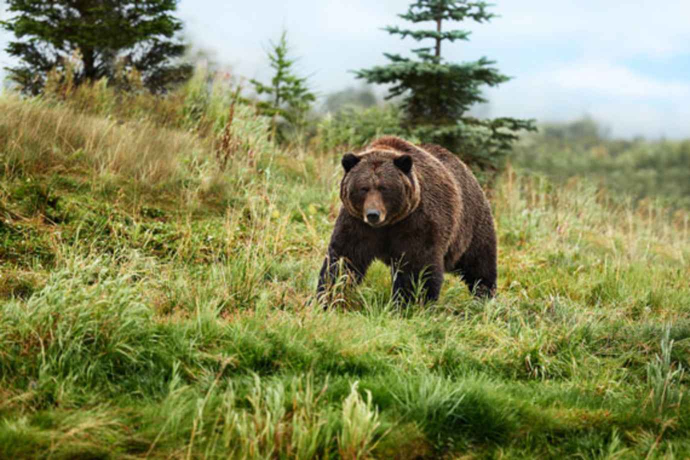 see a bear on a princess alaska cruisetour