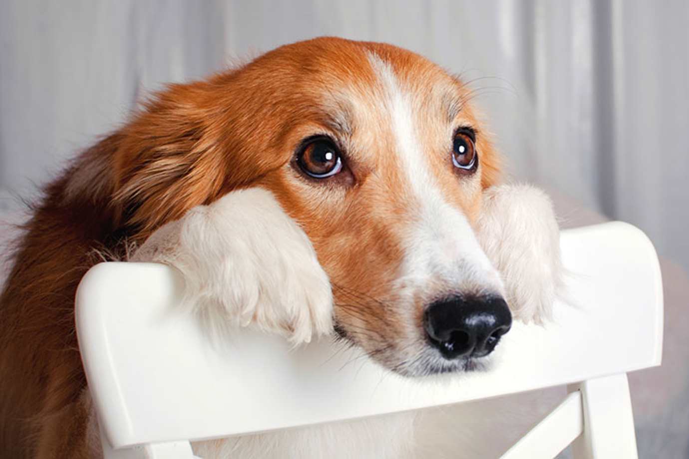 a dog with pet insurance through AAA