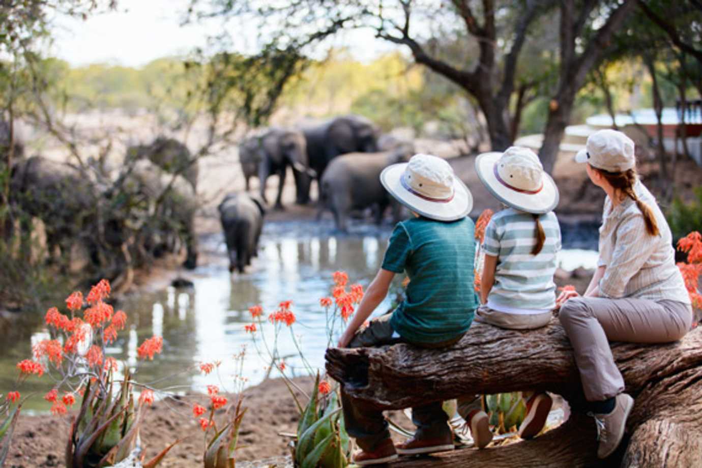 types of travel include family safaris in africa when you can see elephants