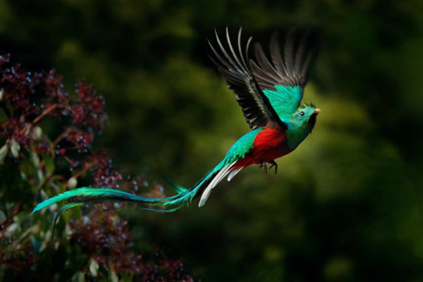 types of travel include eco adventures where you can spot birds in costa rica