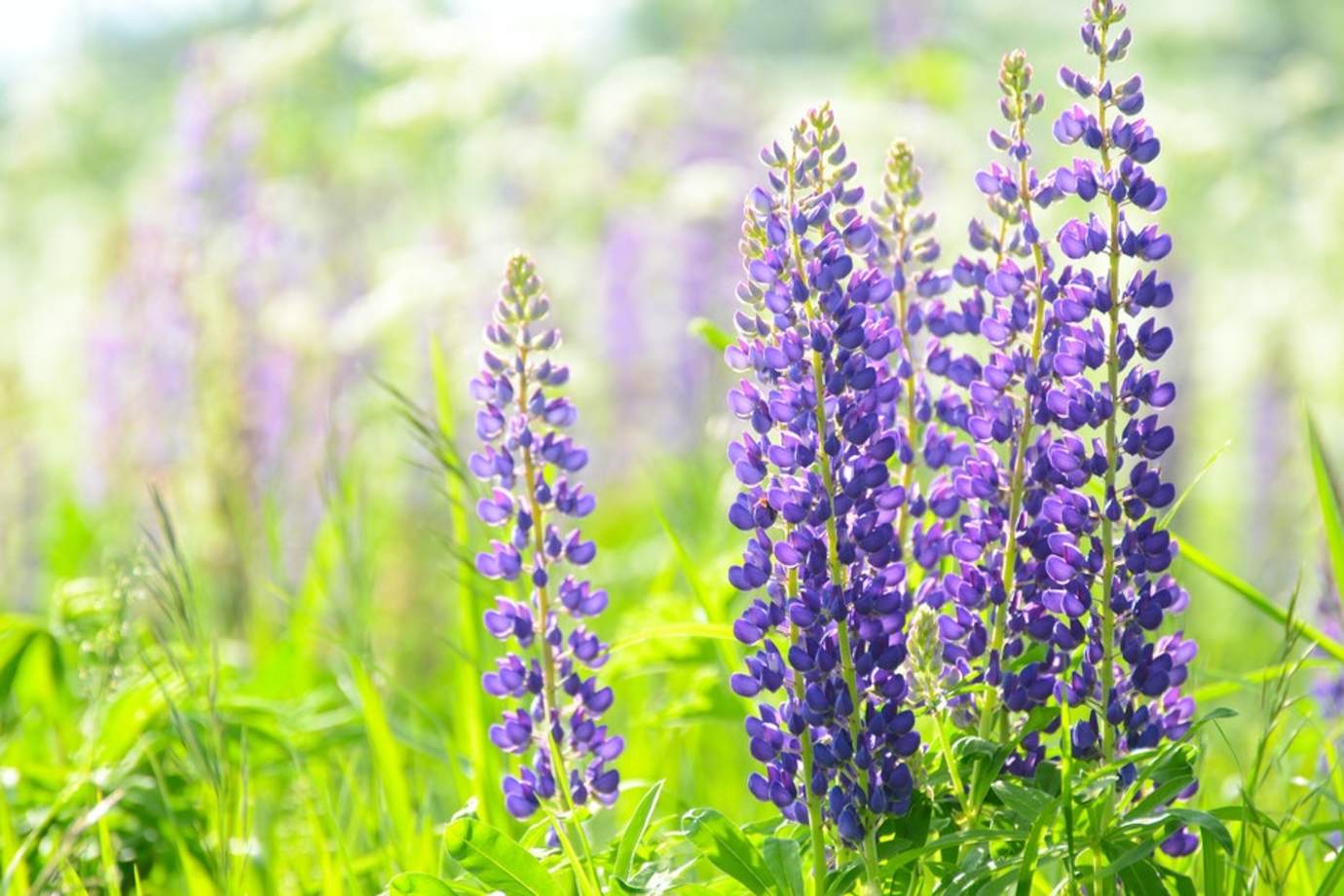 Purple lupines bloom above bright green grass