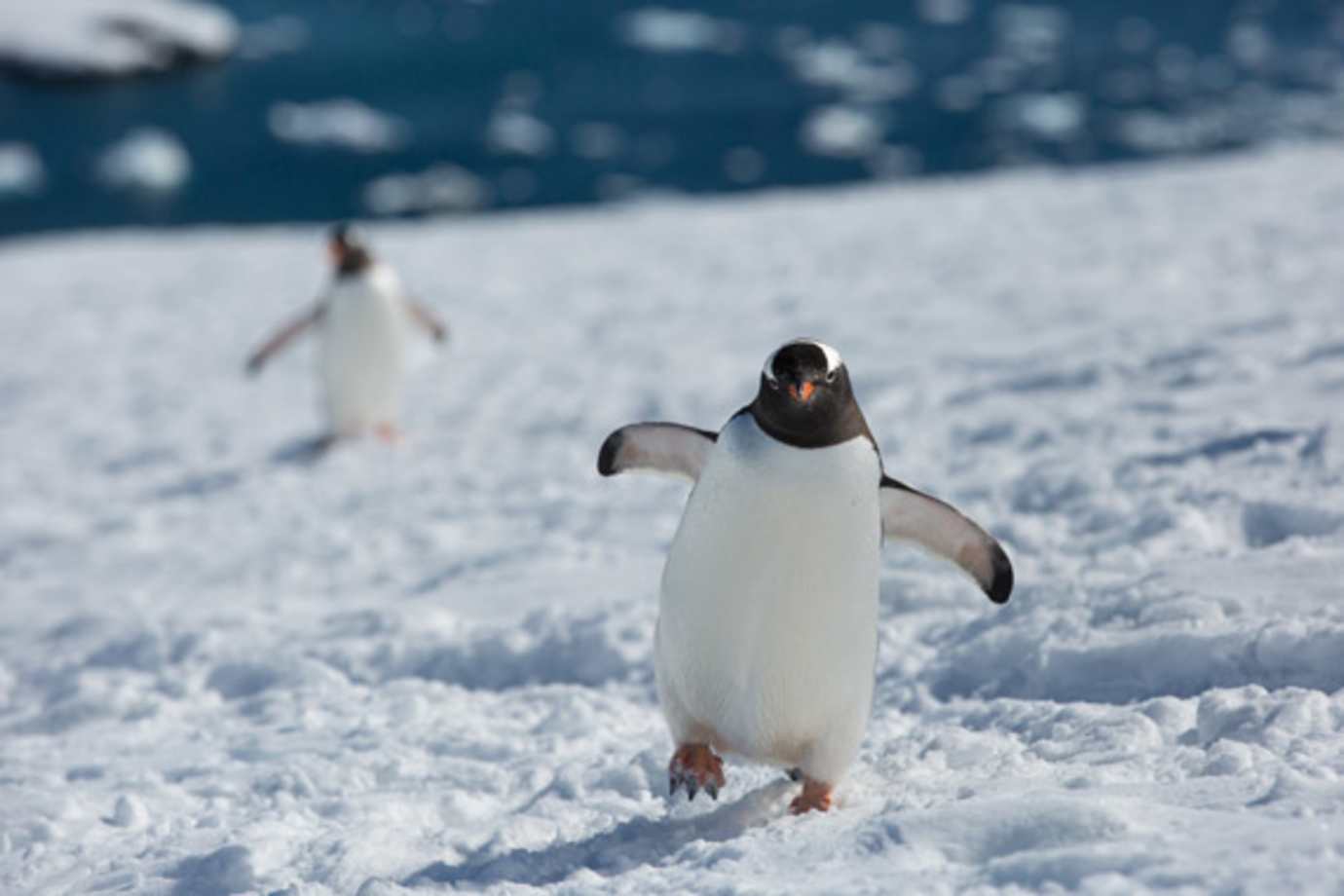 see penguins on a silversea cruise to antarctica