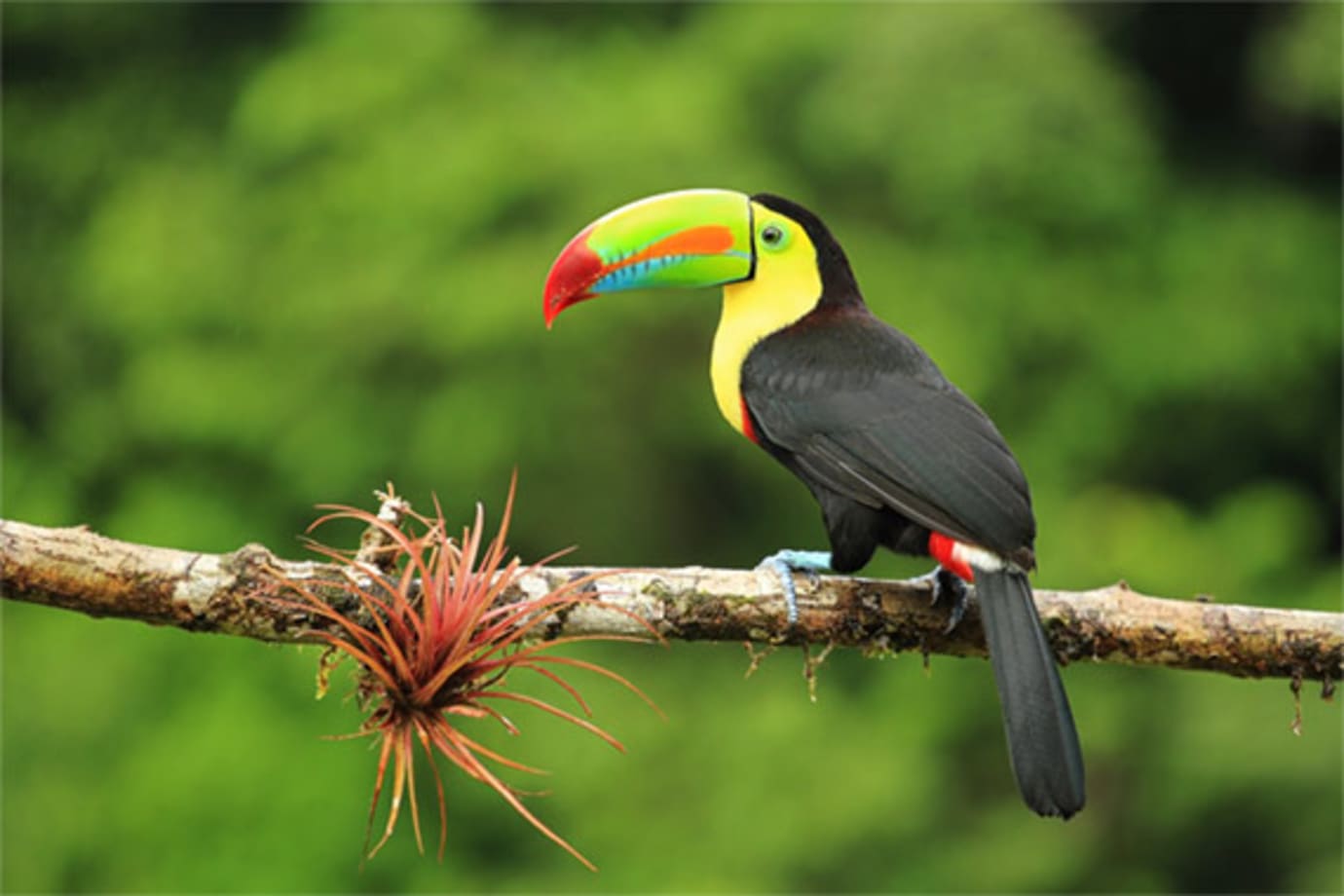 toucan bird in costa rica