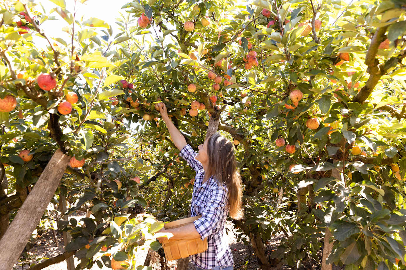 A woman picks an apple at Gizdich Ranch in Watsonville, CA.