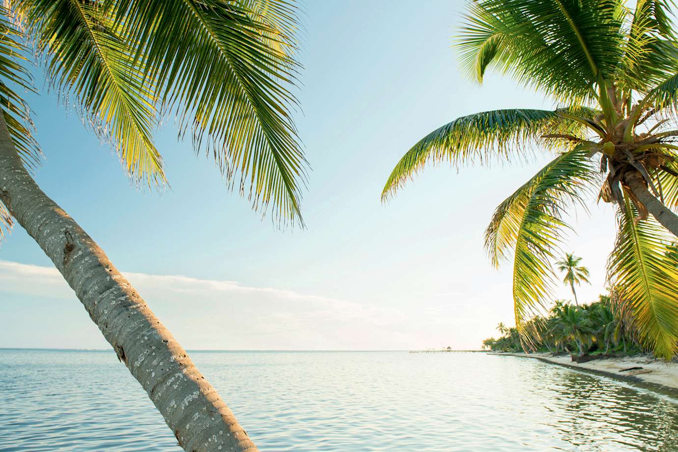 palm trees lean at water's edge in Ambergris Caye, Belize.