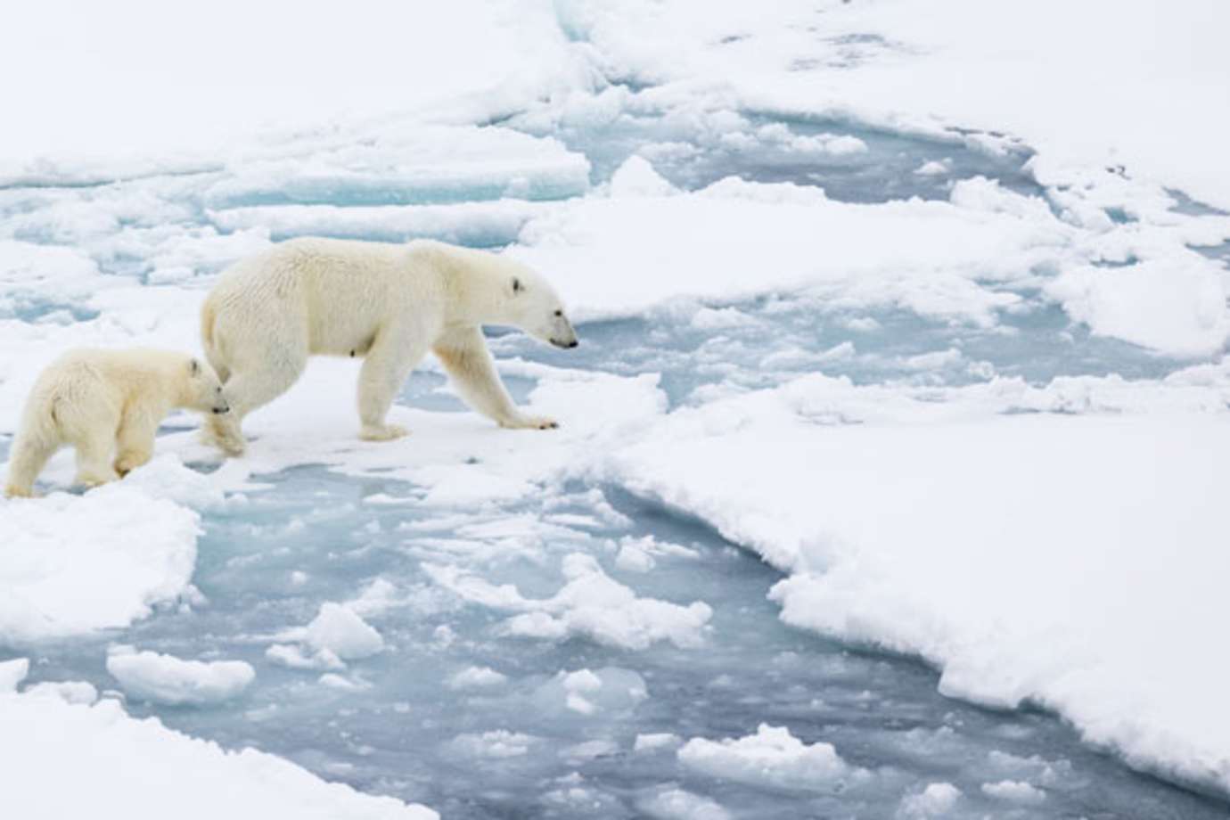 polar bears