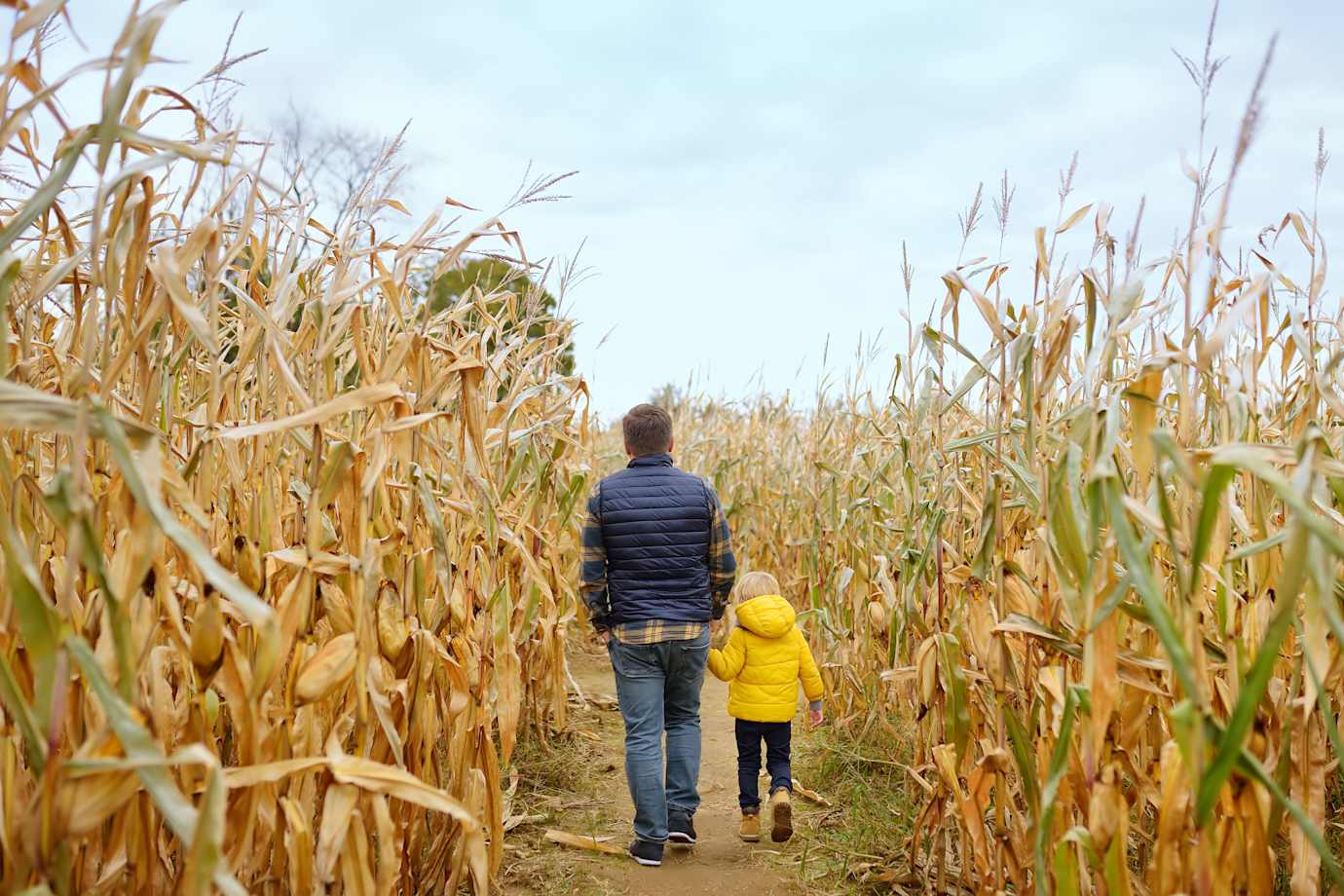 A dad and his son walk through a corn maze on a fall day.