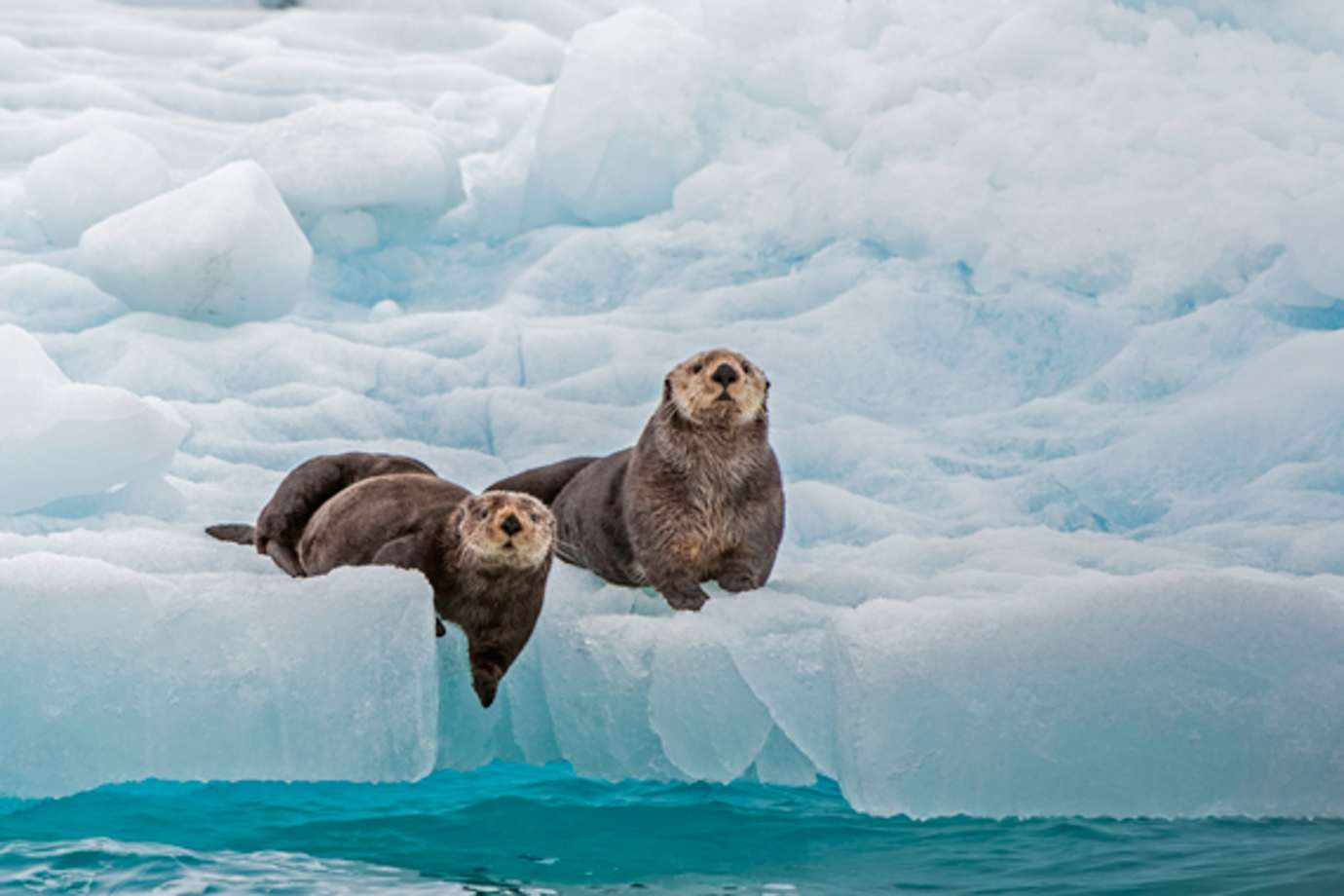 sea otters in alaska