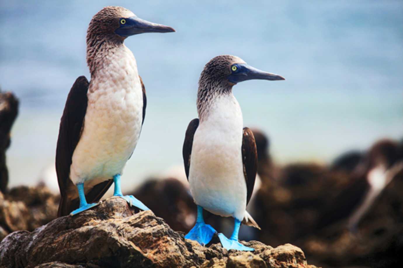 see blue footed boobies on a silversea cruise to the galapagos