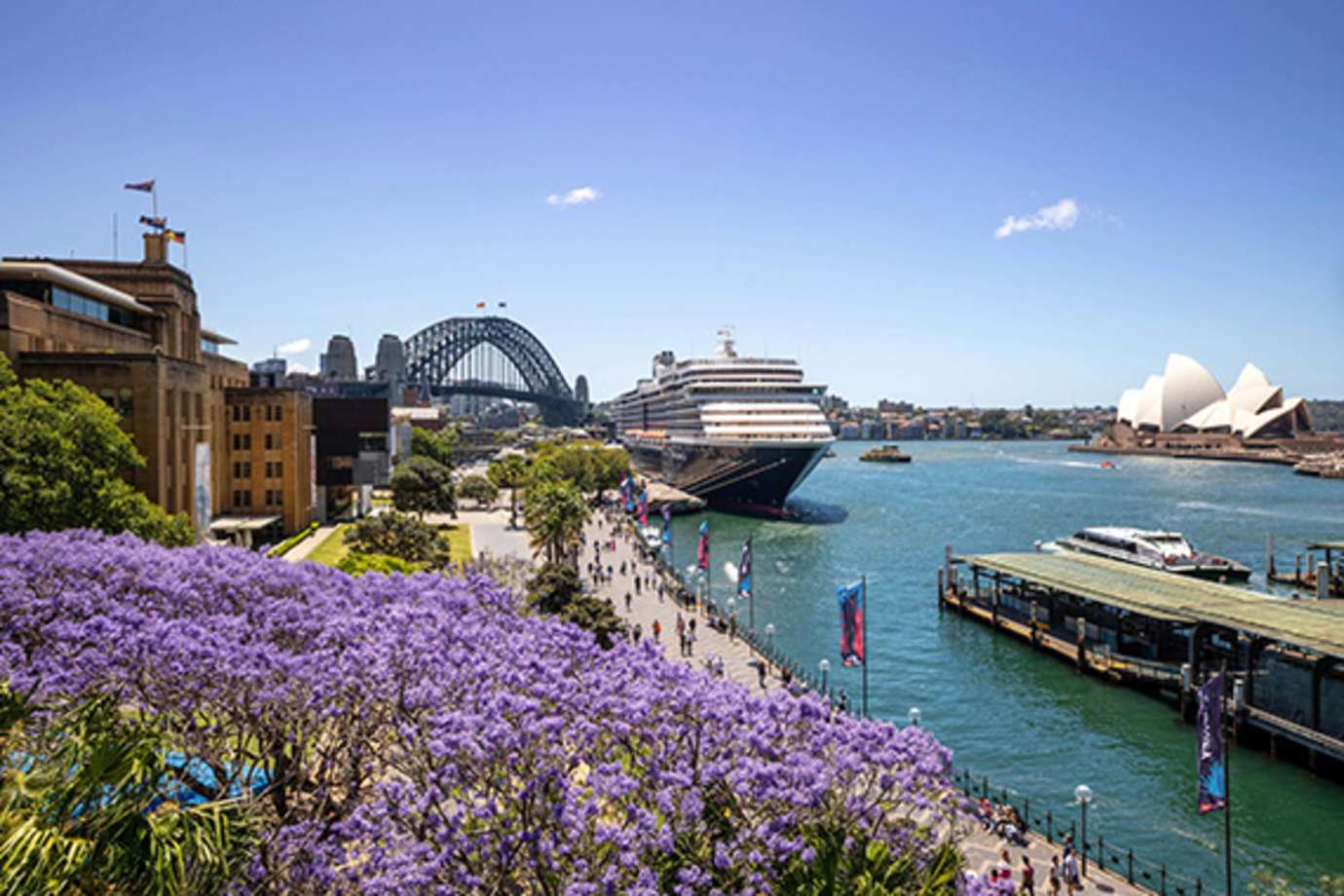 westerdam holland america line ship in sydney