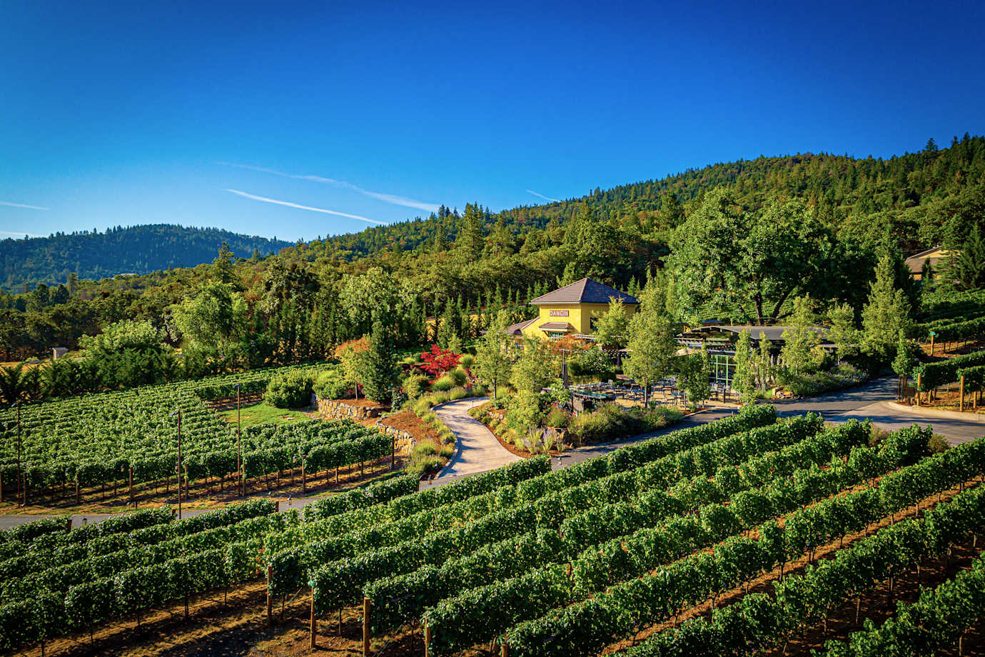 The vineyards at Dancin Vineyards in Medford, Oregon.