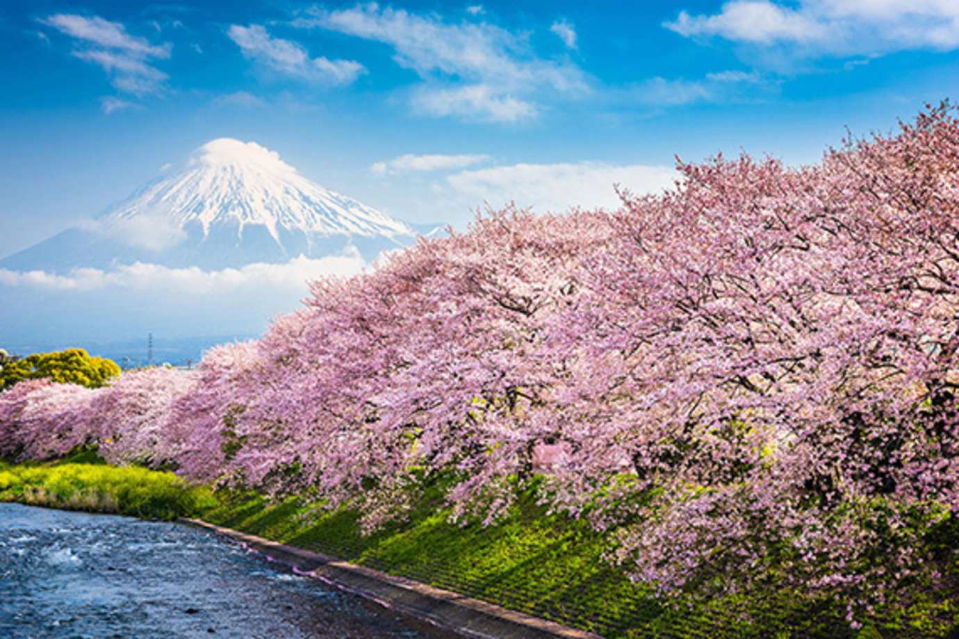 mt fuji and cherry blossoms in japan