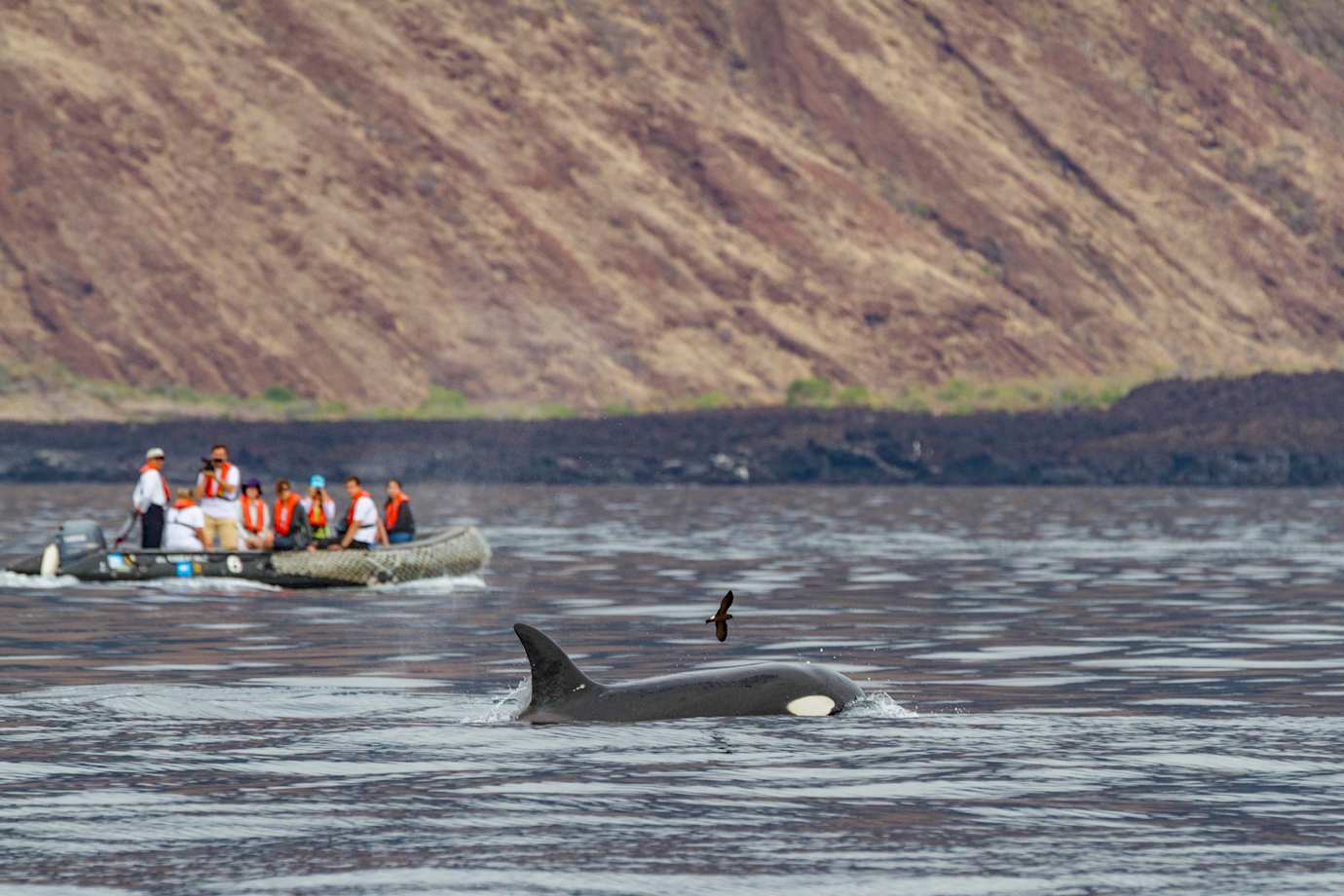 lindblad expeditions guests watching a whale from a boat