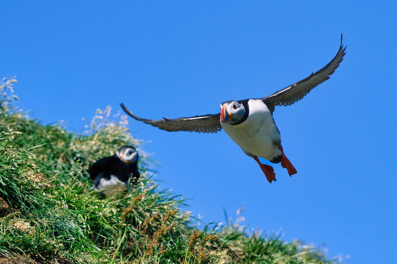 puffins in iceland