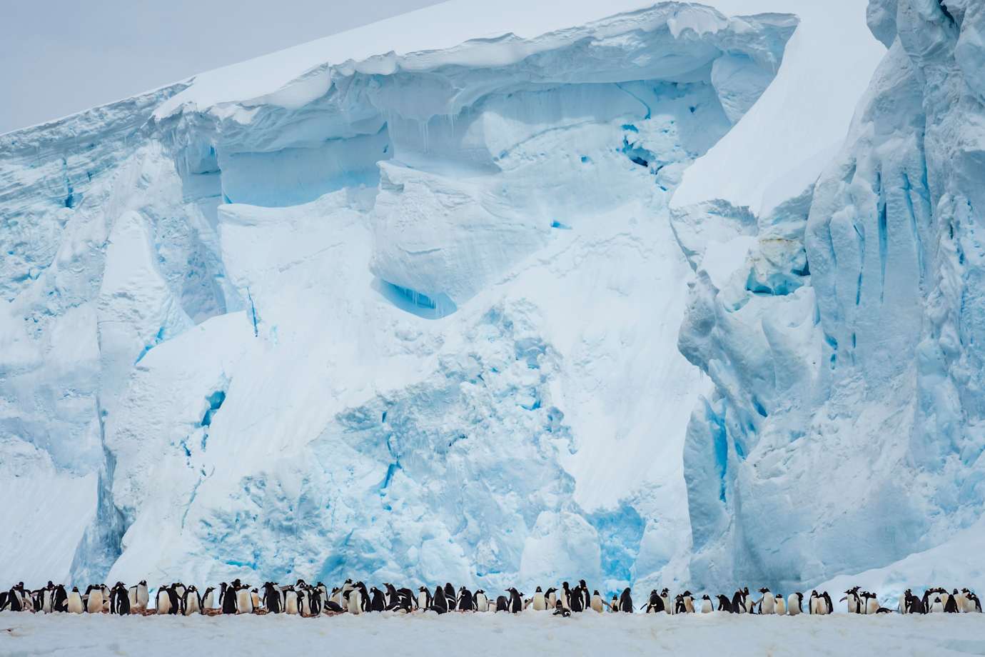 sail with lindblad expeditions and see penguins in antarctica