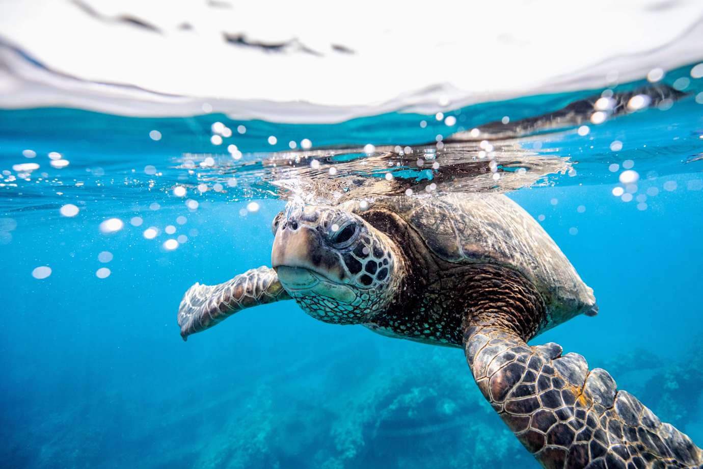 green turtle swimming in hawaii