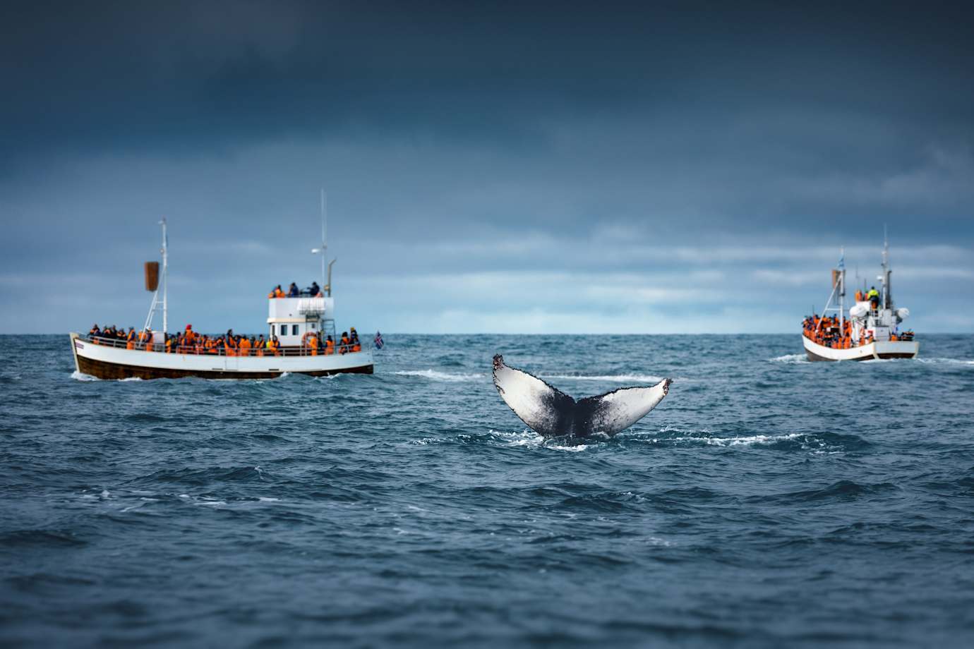 go on a whale watching tour in iceland with member choice vacations