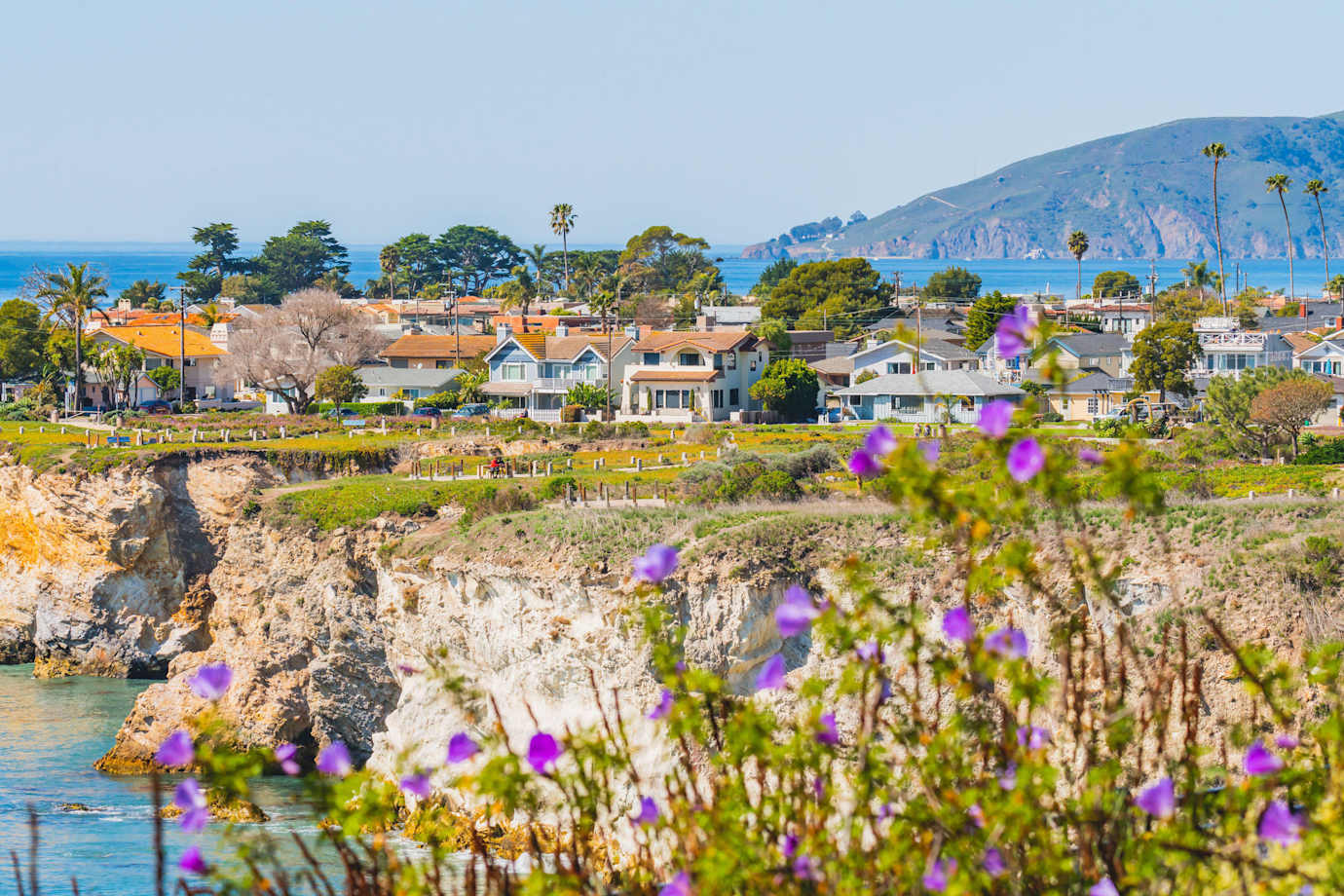 a view of purple flowers along coastside cliffs with palm trees and red-roofed houses in Pismo Beach, California. 