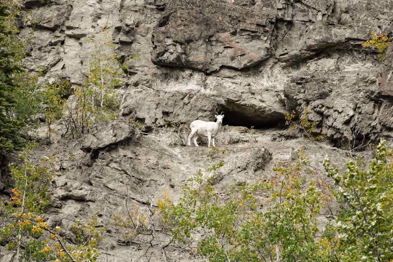 dall sheep in alaska