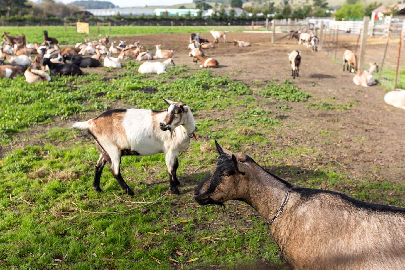 A herd of goats in a pasture. 
