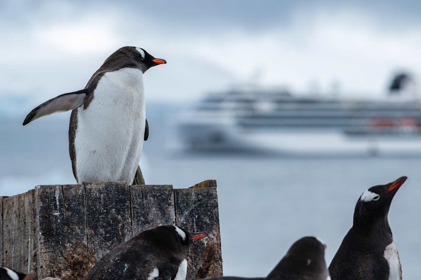 viking expedition ship and penguins in antarctica