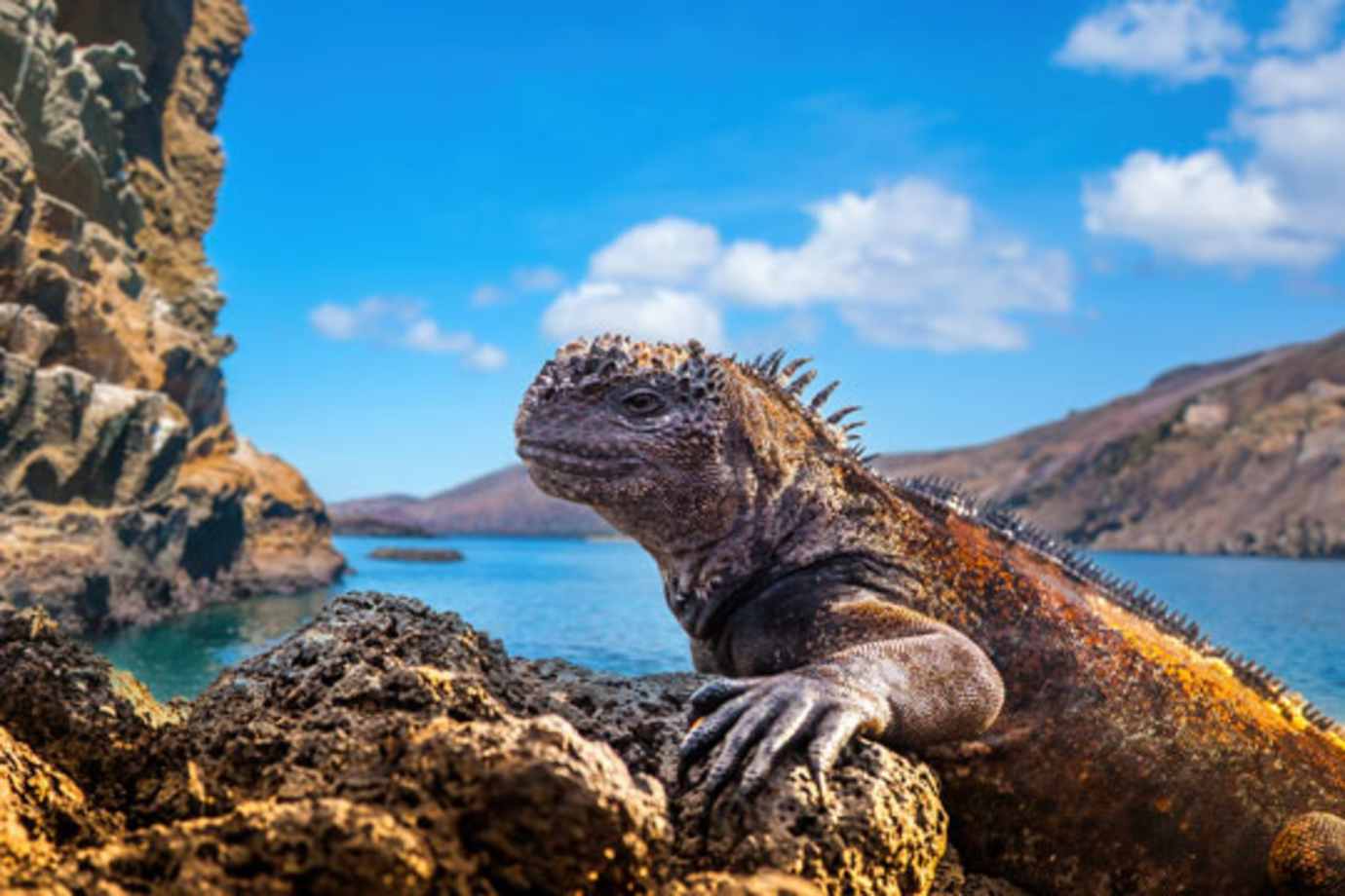 iguana in galapagos