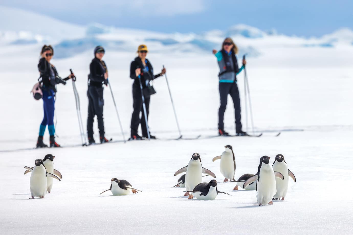 save on an expedition cruise and see penguins and other wildlife